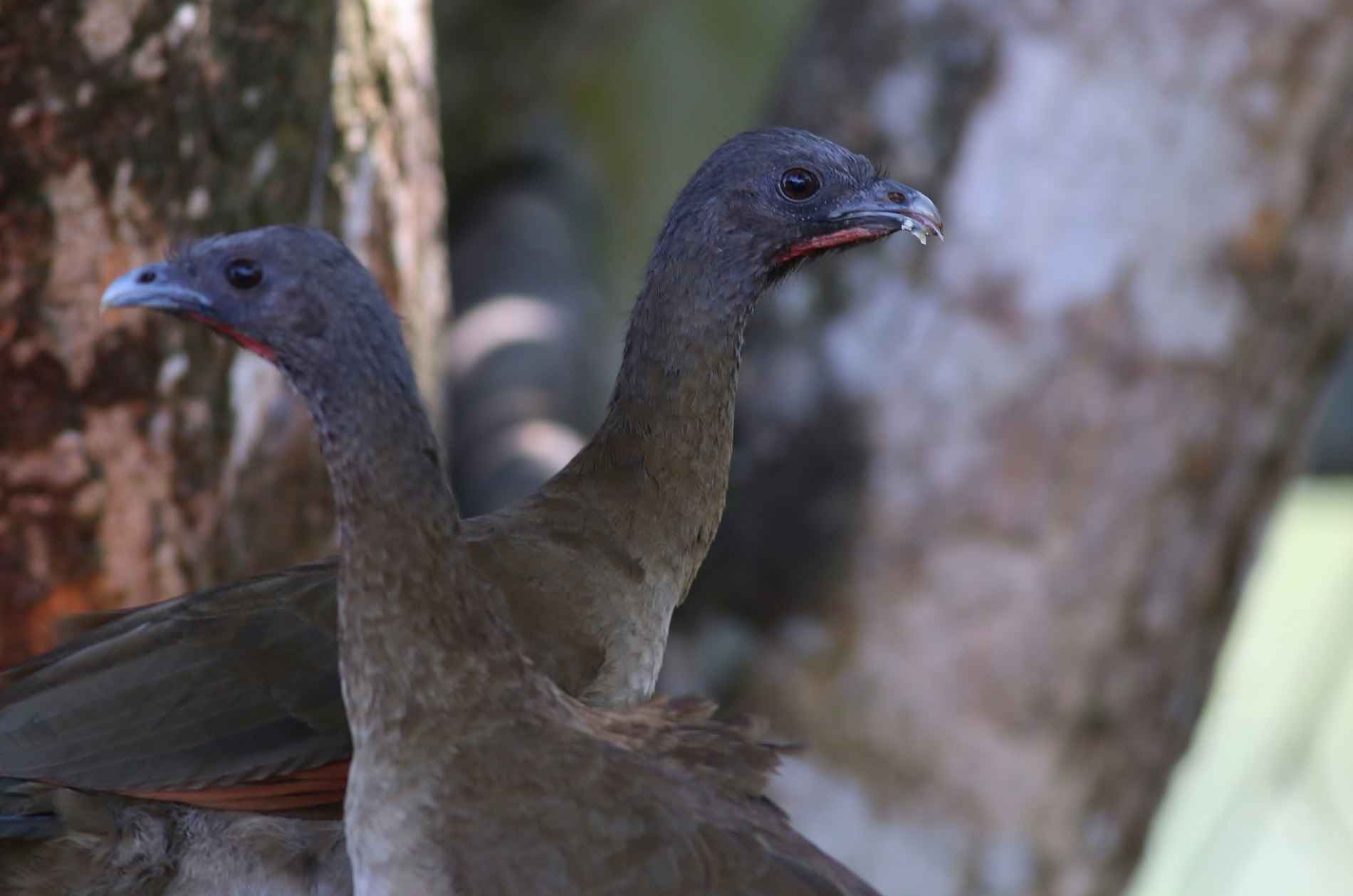 Ortalis cinereiceps